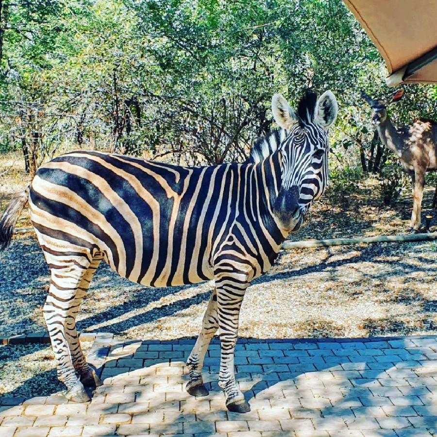 Luvivane Luxury Villa Marloth Park Exterior foto